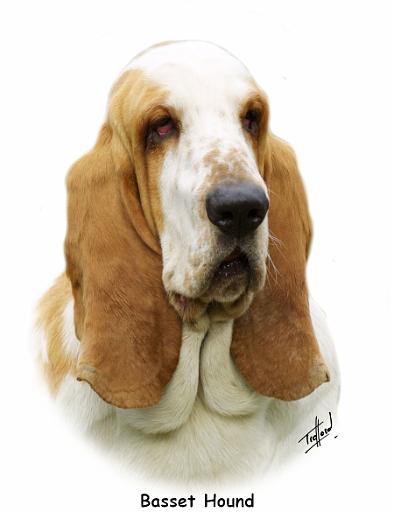 Basset Hound 9P013D-30_2.jpg